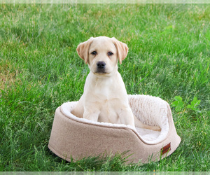 Labrador Retriever Puppy for sale in SYRACUSE, IN, USA