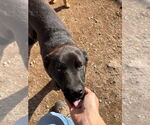 Small #3 Australian Shepherd Mix