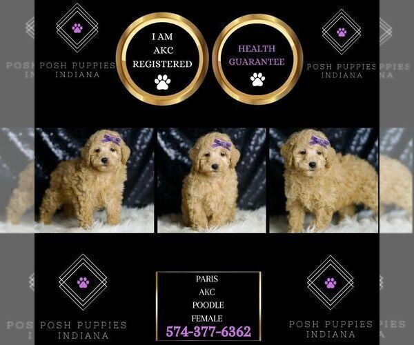 Medium Photo #4 Poodle (Toy) Puppy For Sale in WARSAW, IN, USA