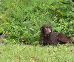 Small #2 Labrador Retriever
