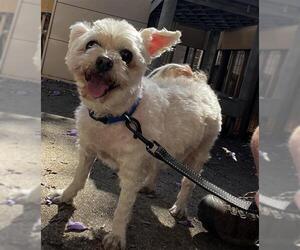 Bichon Frise Dogs for adoption in Santa Barbara, CA, USA