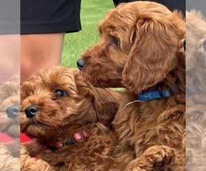 Goldendoodle (Miniature) Litter for sale in HULL, IA, USA