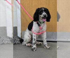 Poodle (Miniature)-Unknown Mix Dogs for adoption in Forestville, MD, USA