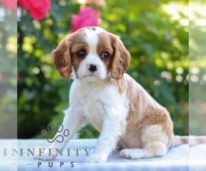 Cavalier King Charles Spaniel Puppy for sale in EAST EARL, PA, USA