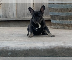 French Bulldog Dog for Adoption in ELDERWOOD, California USA