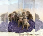 Small #10 Labrador Retriever