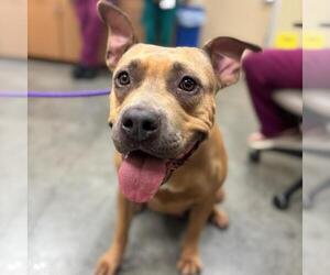 American Pit Bull Terrier-Unknown Mix Dogs for adoption in Texas City, TX, USA