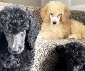Poodle (Standard) Puppy for Sale in HOUSTON, Texas USA
