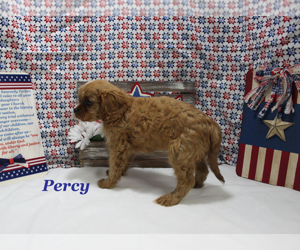 Medium Photo #9 Cavalier King Charles Spaniel Puppy For Sale in CHANUTE, KS, USA