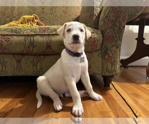Siberian Husky-Unknown Mix Dogs for adoption in Holly Springs, NC, USA