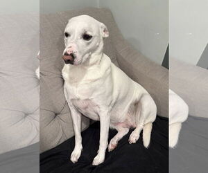 Mutt Dog for Adoption in Parker Ford, Pennsylvania USA