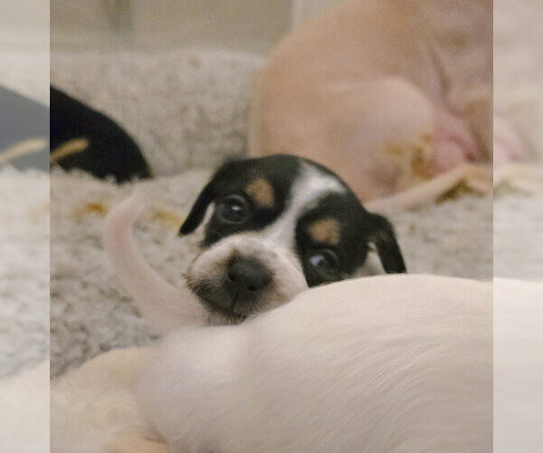 Medium Photo #1 Chihuahua-Unknown Mix Puppy For Sale in Pacifica, CA, USA