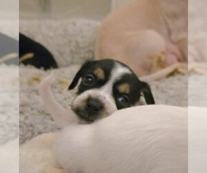 Chihuahua-Unknown Mix Dogs for adoption in Pacifica, CA, USA