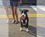 Small #4 American Pit Bull Terrier-Labrador Retriever Mix