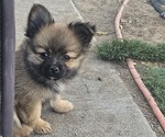 Puppy Dozer Chiranian