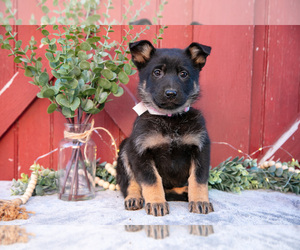 Medium German Shepherd Dog