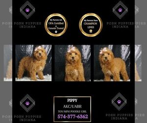 Poodle (Toy) Puppy for sale in WARSAW, IN, USA