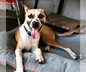 Mutt Dogs for adoption in Dana Point, CA, USA