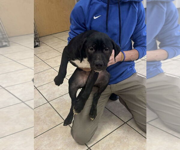 Medium Photo #1 Labrador Retriever-Unknown Mix Puppy For Sale in Brewster, NY, USA