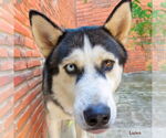 Small #3 Siberian Husky