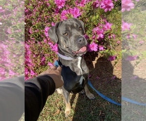 Mother of the American Bandogge mastiff puppies born on 06/01/2025