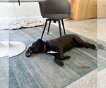Small #6 American Staffordshire Terrier-Labrador Retriever Mix