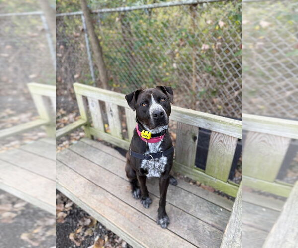 Medium Photo #2 Mutt Puppy For Sale in Elmsford, NY, USA