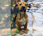 Small #3 American Pit Bull Terrier Mix