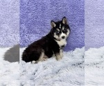 Small Photo #6 Siberian Husky Puppy For Sale in SANDY HOOK, KY, USA