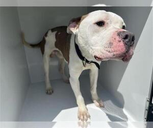 American Pit Bull Terrier-Unknown Mix Dogs for adoption in Houston, TX, USA