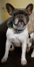 Mother of the French Bulldog puppies born on 06/20/2018