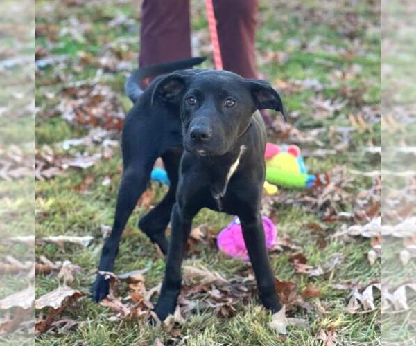 Medium Photo #1 Catahoula Leopard Dog-Labrador Retriever Mix Puppy For Sale in Yardley, PA, USA