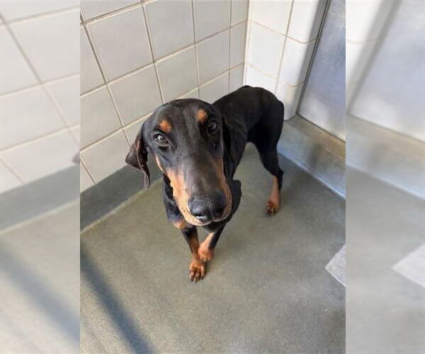 Medium Photo #2 Doberman Pinscher Puppy For Sale in Bullard, TX, USA