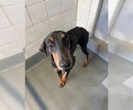 Small #1 Doberman Pinscher