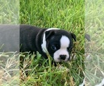 Small Photo #2 Boston Terrier Puppy For Sale in SOMERVILLE, TX, USA