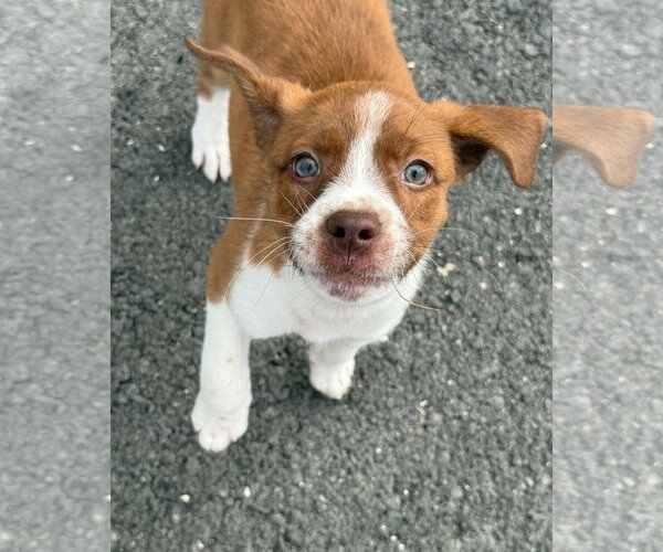 Medium Photo #1 Australian Shepherd-Unknown Mix Puppy For Sale in Alexander, AR, USA