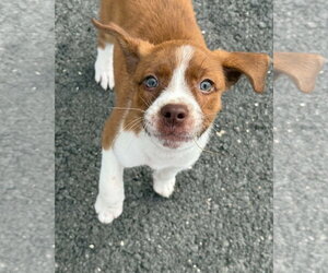 Taylor - Female Australian Shepherd-Unknown Mix Dog for Adoption