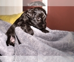 Small Photo #4 Schnauzer (Miniature)-Schnauzer (Standard) Mix Puppy For Sale in ALAMOSA, CO, USA