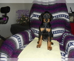 Small #13 Doberman Pinscher