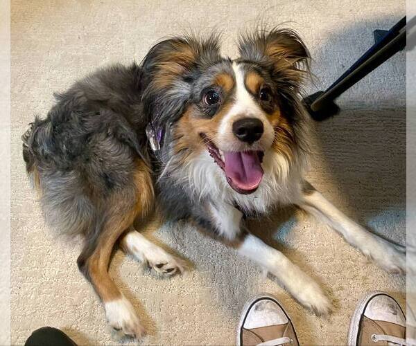 Medium Photo #3 Miniature Australian Shepherd Puppy For Sale in PALM COAST, FL, USA