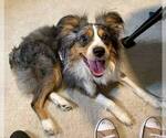 Small #2 Miniature Australian Shepherd