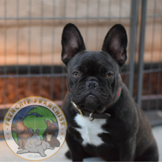 Mother of the French Bulldog puppies born on 02/15/2018