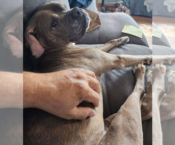 Medium Photo #12 Boxer-Unknown Mix Puppy For Sale in Germantown, OH, USA