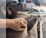 Small #11 Boxer Mix