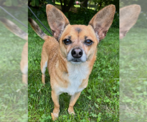Chihuahua-Unknown Mix Dogs for adoption in Cranston, RI, USA
