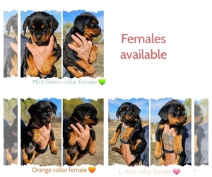 Rottweiler Puppy for sale in GODDARD, KS, USA