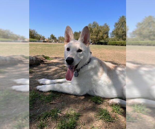 Medium Photo #7 Unknown-white german shepherd Mix Puppy For Sale in Dana Point, CA, USA