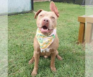American Staffordshire Terrier-Unknown Mix Dogs for adoption in San Antonio, TX, USA