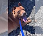 Small Mutt
