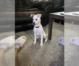 Labrador Retriever-Unknown Mix Dogs for adoption in San Antonio, TX, USA